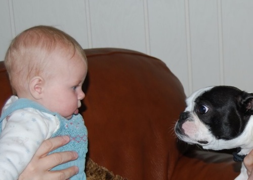 Puppy vs. Baby, last age zero standing!